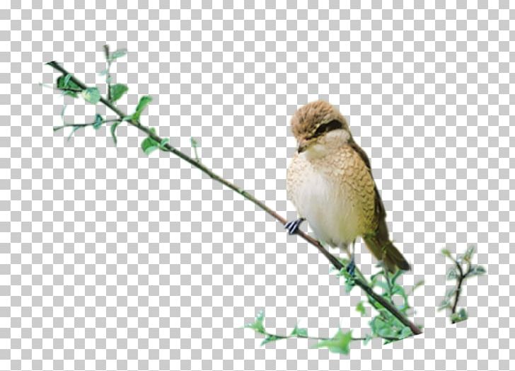 House Sparrow Bird PNG, Clipart, Bird, Clip Art, House Sparrow Free PNG Download