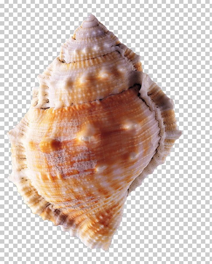 Mussel Seashell Conch PNG, Clipart, Accessories, Animal Product, Beach, Cartoon Conch, Clam Free PNG Download