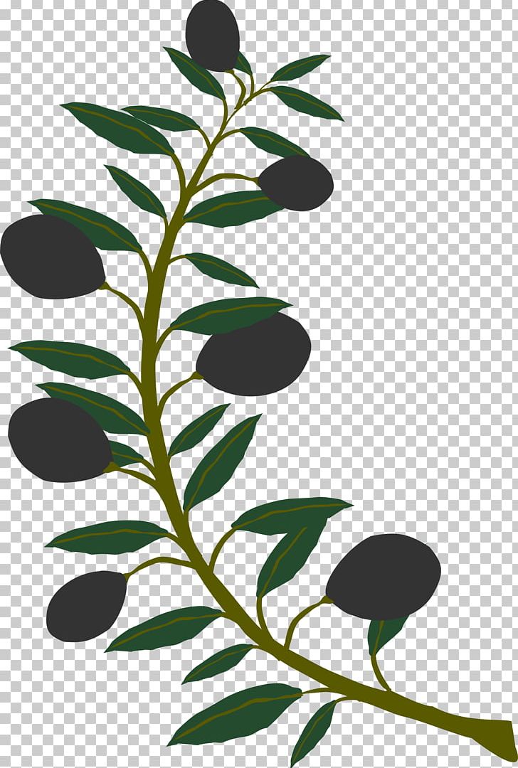 Olive Branch Computer Icons PNG, Clipart, Branch, Computer Icons, Download, Drawing, Flora Free PNG Download