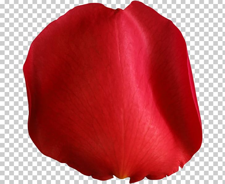 Petal Flower PNG, Clipart, 3d Computer Graphics, Art, Coquelicot, Flower, Image Processing Free PNG Download