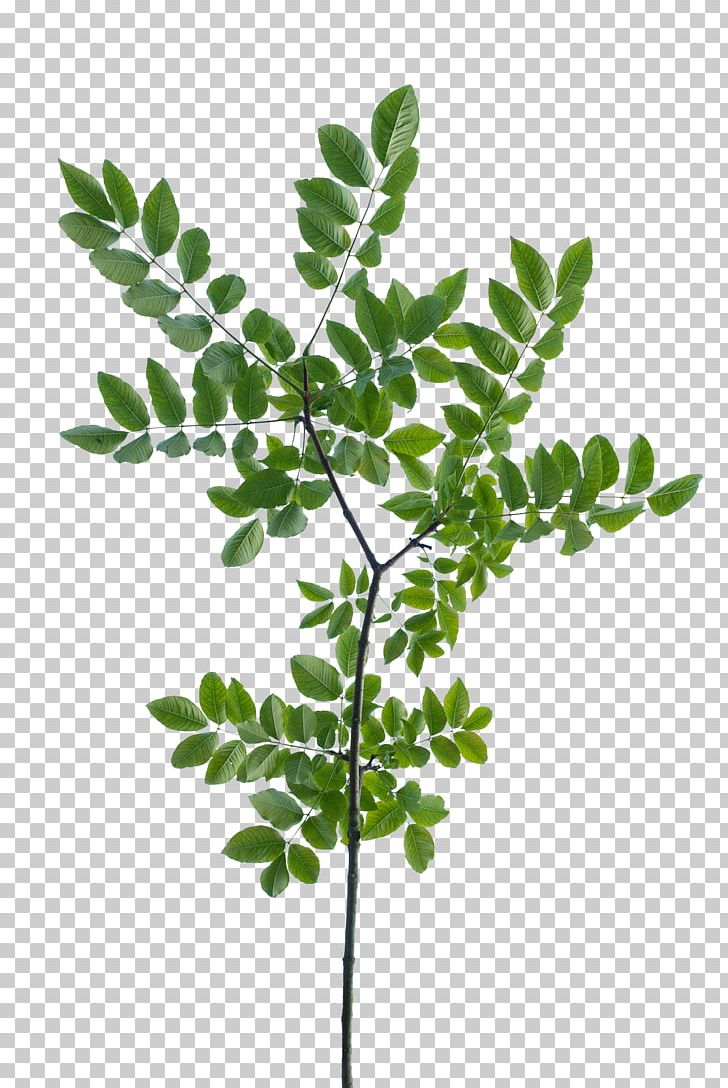 Texture Mapping Branch Leaf Tree Shrub PNG, Clipart, 3d Modeling, Branch, Curry Tree, Leaf, Photography Free PNG Download