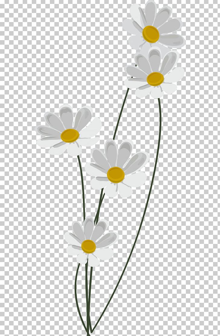 Chamomile Common Daisy Information PNG, Clipart, Camomile, Chamaemelum Nobile, Daisy, Daisy Family, Desktop Wallpaper Free PNG Download