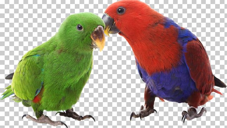 Eclectus Parrot Bird Budgerigar Cockatiel Cockatoo PNG, Clipart, Animal, Animals, Beak, Bird, Breed Free PNG Download