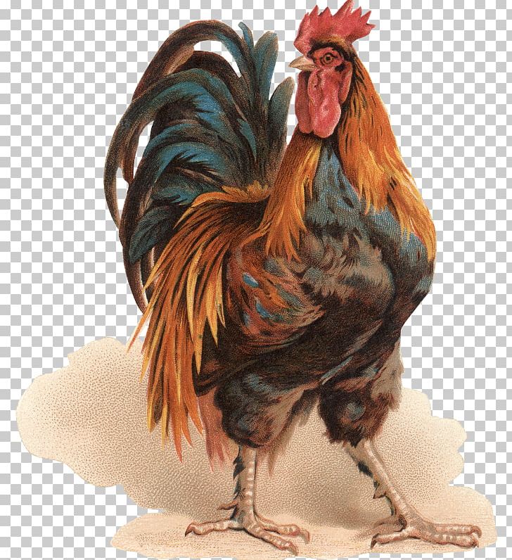 Rooster Silkie Chicken Coop Painting Bokmärke PNG, Clipart, Animals, Art, Beak, Bird, Chicken Free PNG Download