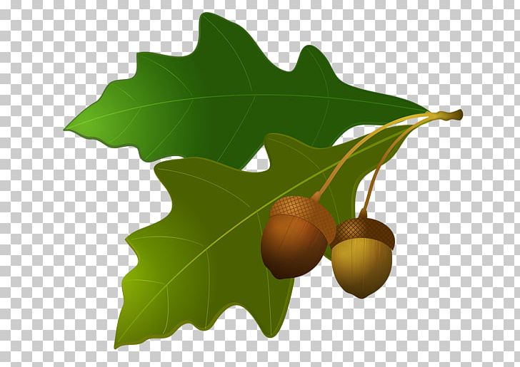 Acorn PNG, Clipart, Acorn Free PNG Download