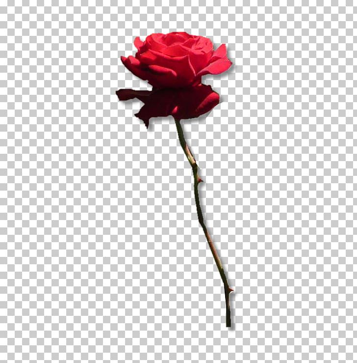 Garden Roses Flower Symbol PNG, Clipart, Blume, Carnation, Cut Flowers, Evoque, Floral Design Free PNG Download