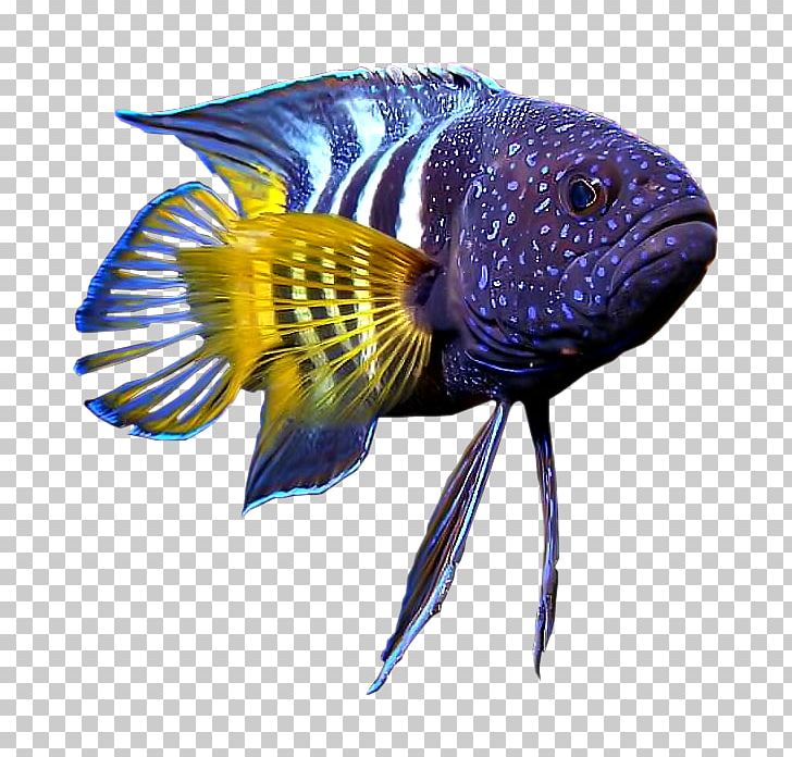 Hagfish Vertebrate Gill Coral Reef Fish PNG, Clipart, Animals, Aquatic Animal, Cari, Coral Reef Fish, Discus Free PNG Download