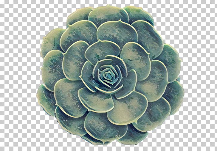 Toni Sicola Succulent Plant Business Service Health PNG, Clipart, Business, Corporation, Diet, Email, Health Free PNG Download
