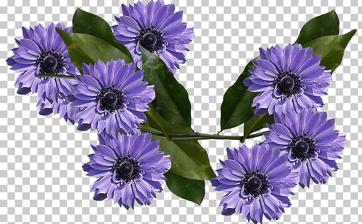 Roof Garden Cut Flowers Landscape Design Urban Park PNG, Clipart, Anemone, Annual Plant, Architectural Engineering, Aster, Chrysanths Free PNG Download