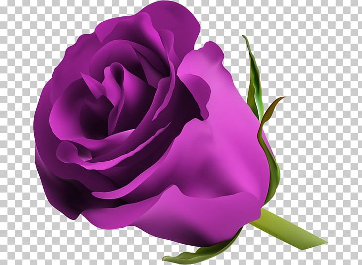 Blue Rose PNG, Clipart, Blue, Blue Rose, China Rose, Closeup, Color Free PNG Download