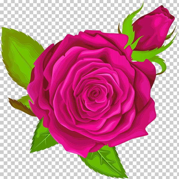 Garden Roses Centifolia Roses PNG, Clipart, Animation, Clipart, Cut Flowers, Decorative, Floral Design Free PNG Download