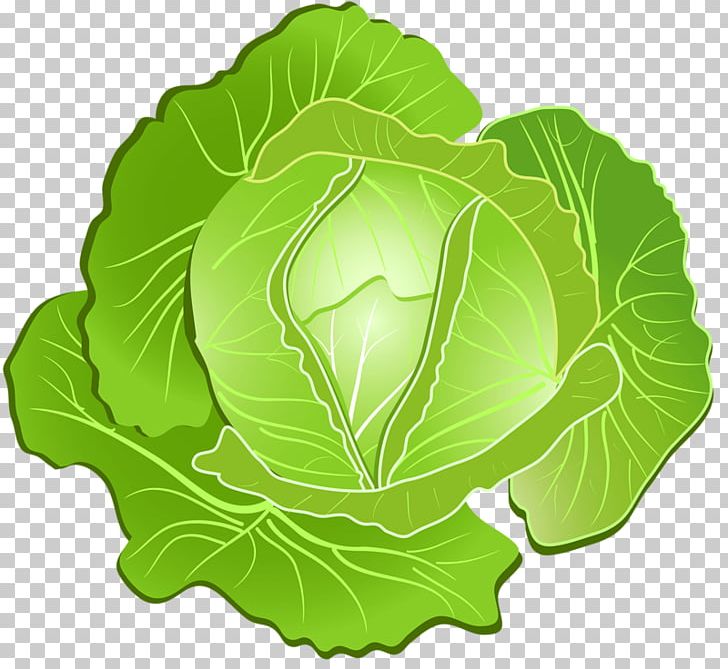 Vegetable Graphics Drawing PNG, Clipart, Art, Cabbage, Collard Greens, Computer Icons, Drawing Free PNG Download
