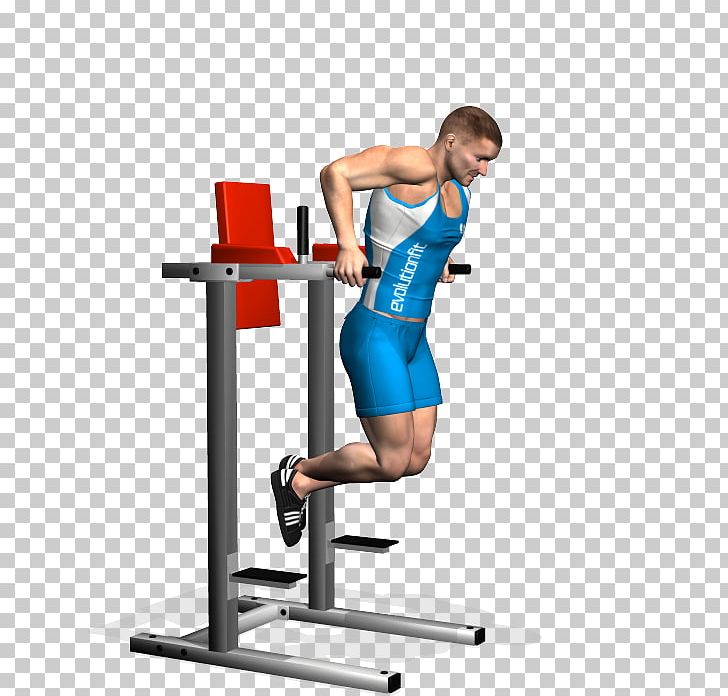 Weight Training Dip Triceps Brachii Muscle Fly Exercise PNG, Clipart, Abdomen, Arm, Balance, Bench, Calf Free PNG Download