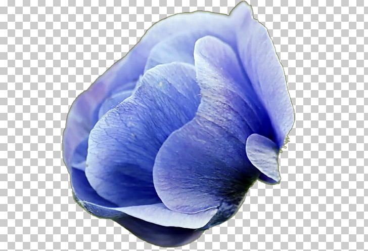 Desktop Flower Common Daisy Blue PNG, Clipart, Birth Flower, Blue, Cobalt Blue, Common Daisy, Desktop Wallpaper Free PNG Download
