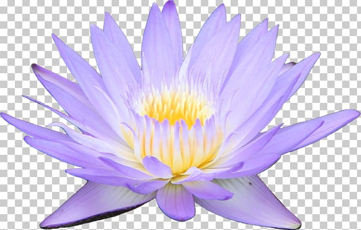 Flower Water Lily Desktop Lilium Aquatic Plants PNG, Clipart, Aqua, Aquatic Plant, Computer Wallpaper, Desktop Wallpaper, Flora Free PNG Download