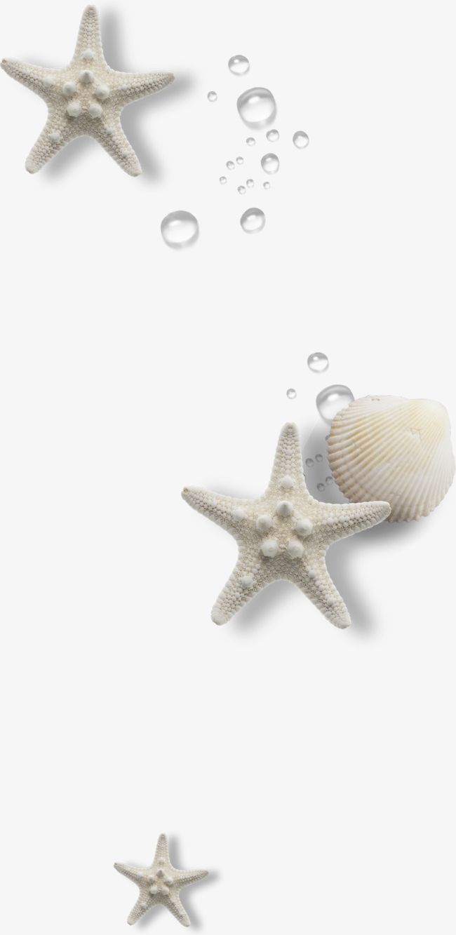 Shell PNG, Clipart, Animal, Animal Shell, Beach, Beach Material, Copy Space Free PNG Download