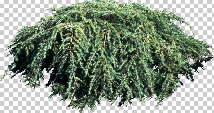 Tree Spruce Green Laver Plant PNG, Clipart, Aonori, Bushes, Evergreen, Grass, Green Laver Free PNG Download