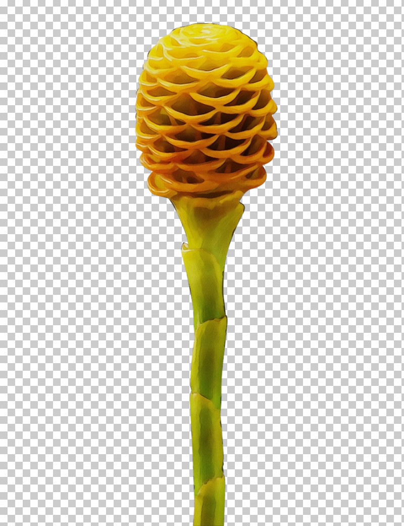 Yellow Plant Flower Plant Stem Ginger Family PNG, Clipart, Flower, Ginger Family, Paint, Plant, Plant Stem Free PNG Download