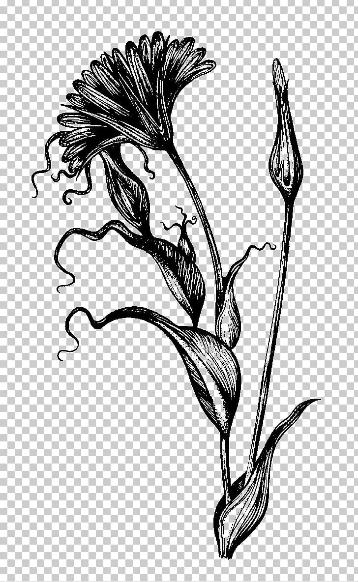 Botanical Illustration Drawing Ink Pen Sketch PNG, Clipart, Art, Artwork, Beak, Bird, Black And White Free PNG Download