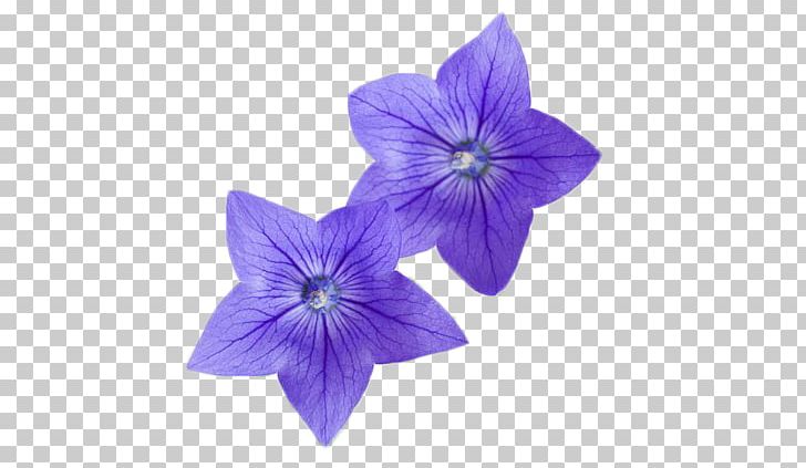 Flower Photography Platycodon PNG, Clipart, Art, Decorative, Decorative Material, Download, Fig Free PNG Download