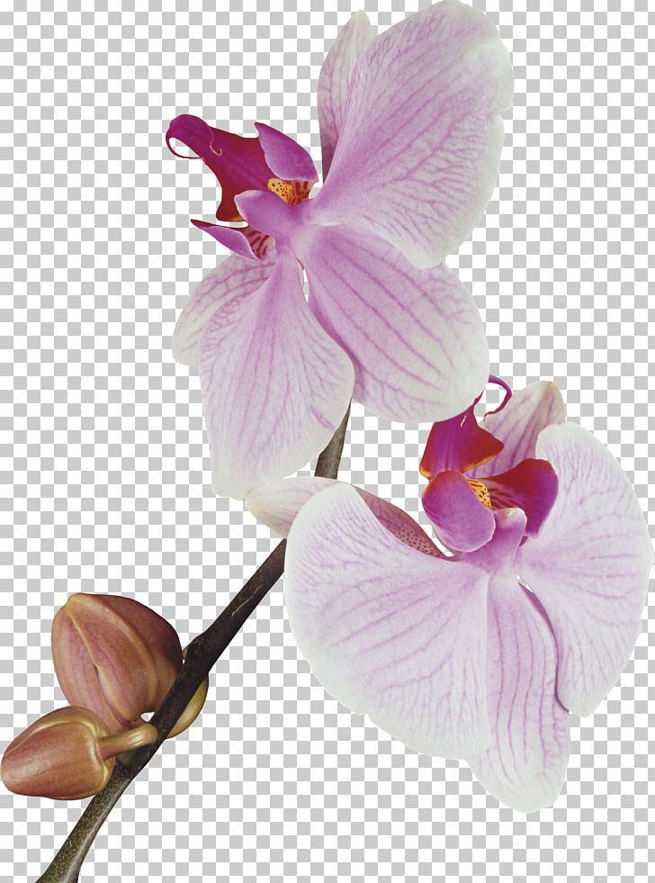 Orchids PNG, Clipart, Animation, Blossom, Cattleya, Computer Icons, Computer Software Free PNG Download