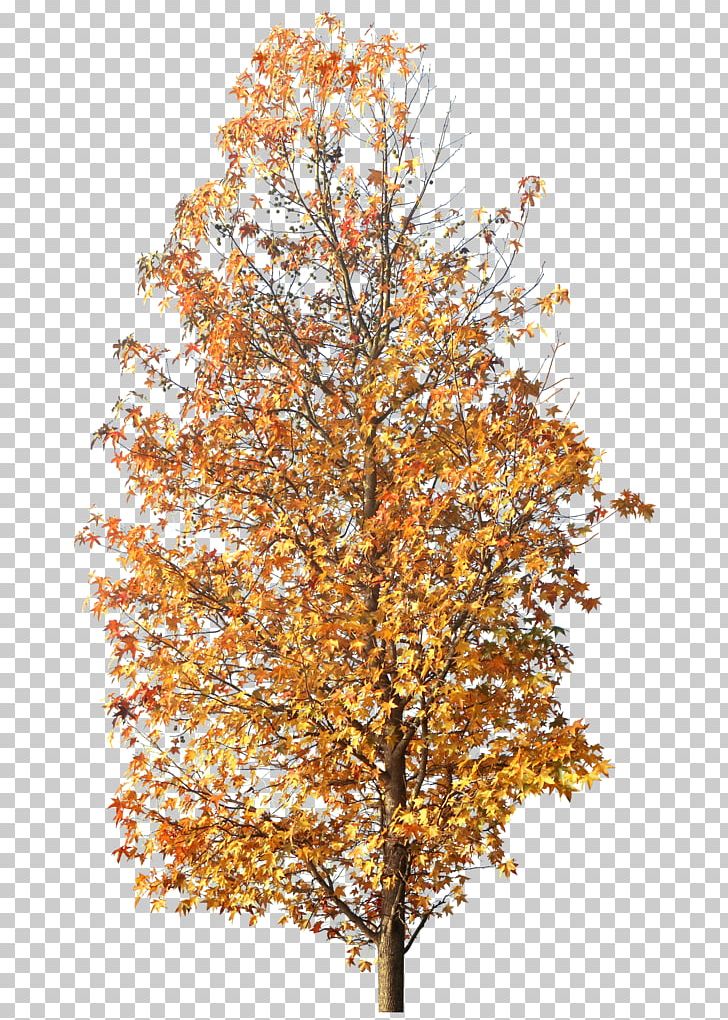 Twig Tree Autumn PNG, Clipart, Autumn, Branch, Deciduous, Download, Encapsulated Postscript Free PNG Download