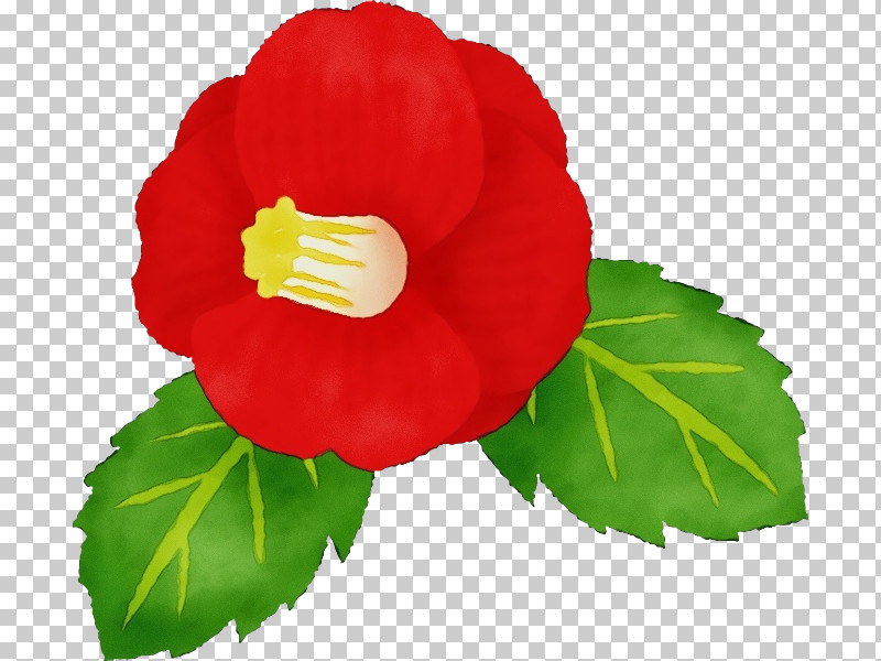 Annual Plant Begonia Herbaceous Plant Plants Science PNG, Clipart, Annual Plant, Begonia, Biology, Herbaceous Plant, Paint Free PNG Download