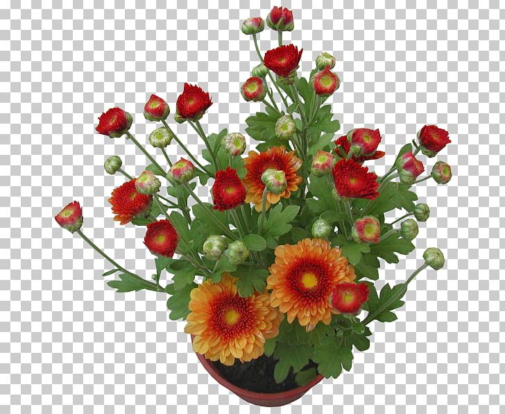 Chrysanthemum Plant Cut Flowers Centimeter PNG, Clipart, Artificial Flower, Centimeter, Chrysanthemum, Chrysanths, Clay Free PNG Download