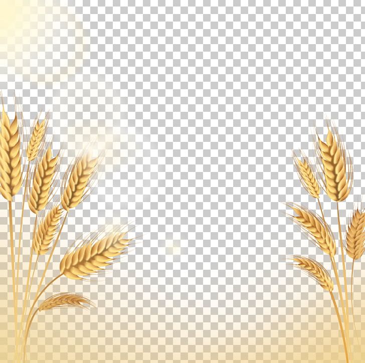 Emmer Rice Euclidean Icon PNG, Clipart, Brown Rice, Cereal, Cereal Germ, Commodity, Download Free PNG Download