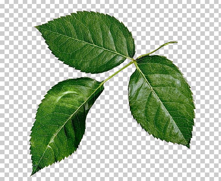 Leaf Raster Graphics Plant Stem PNG, Clipart, Branch, Elm Family, Flower, Leaf, Leaflet Free PNG Download
