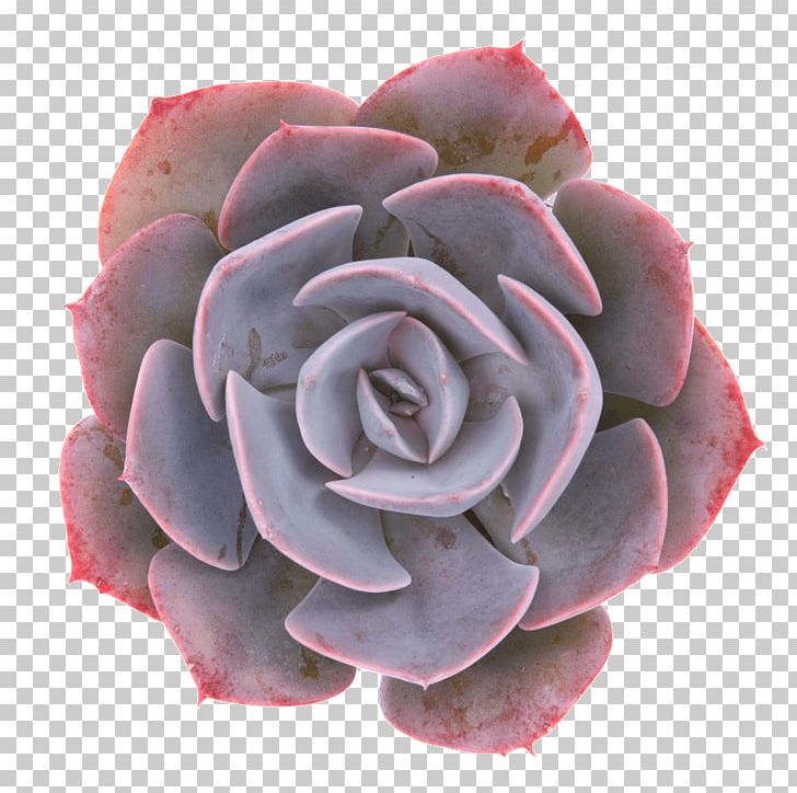 Succulent Plant Garden Roses Echeveria Lilacina Disease PNG, Clipart, Beach Rose, Cactaceae, Cut Flowers, Disease, Echeveria Free PNG Download