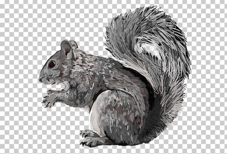 Fox Squirrel Fur White Snout PNG, Clipart, Animal, Black And White, Eastern Gray Squirrel, Fauna, Fox Squirrel Free PNG Download
