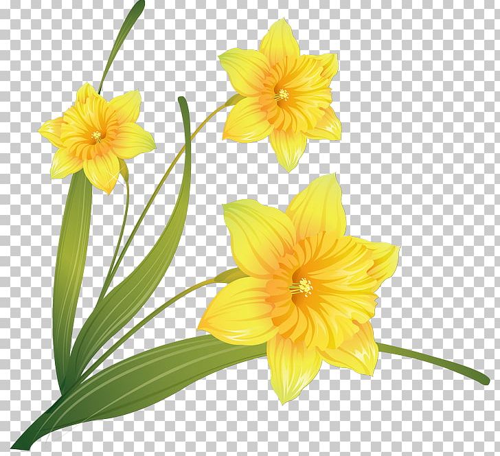 Watercolor Painting Daffodil PNG, Clipart, Amaryllis Family, Art, Daffodil, Decoupage, Download Free PNG Download