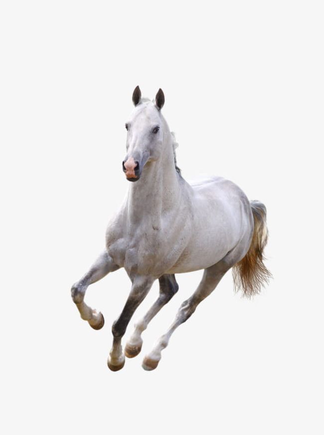Running White Horse PNG, Clipart, Animal, Arabian Horse, Brown, Cut Out, Domestic Animals Free PNG Download