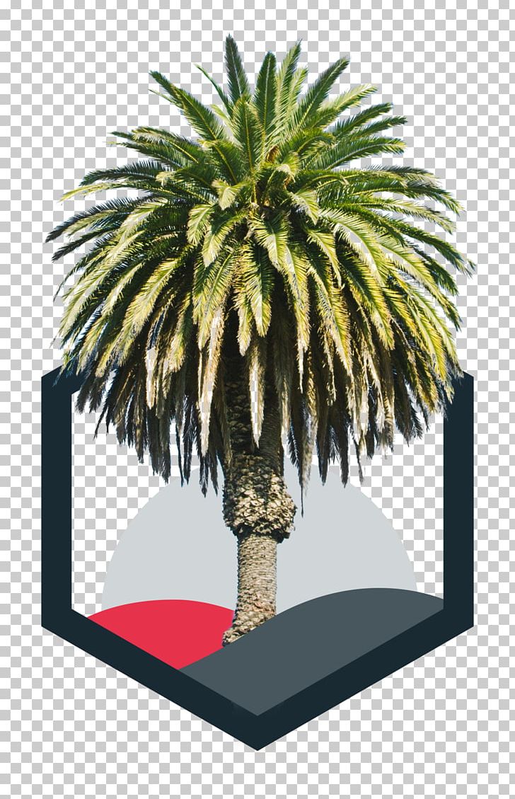 Arecaceae Tree Plant Light Sky PNG, Clipart,  Free PNG Download