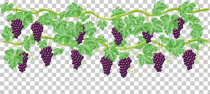 Common Grape Vine Wine PNG, Clipart, Food, Fruit, Fruit Nut, Grape, Grape Free PNG Download
