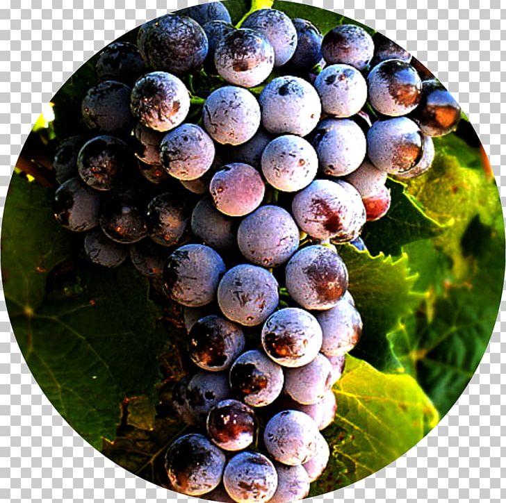 Grape Petit Verdot Alicante Bouschet Blueberry Wine PNG, Clipart, Berry, Bilberry, Blueberry, Damson, Food Free PNG Download