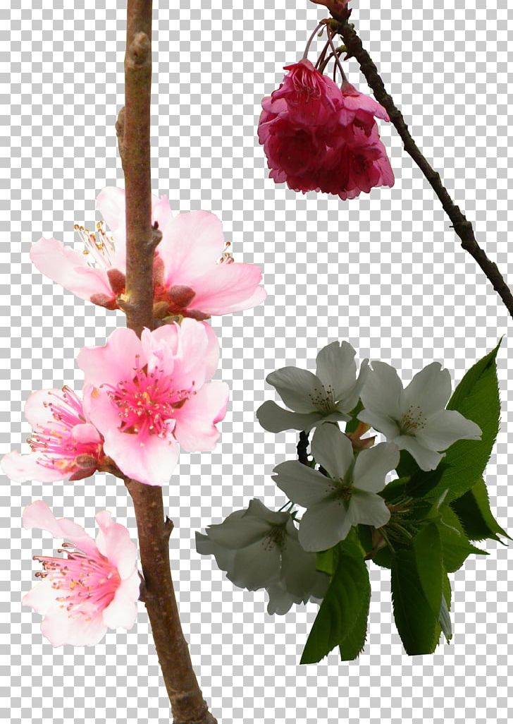 National Cherry Blossom Festival Floral Design PNG, Clipart, Blossom, Blossoms, Blossoms Vector, Branch, Cher Free PNG Download