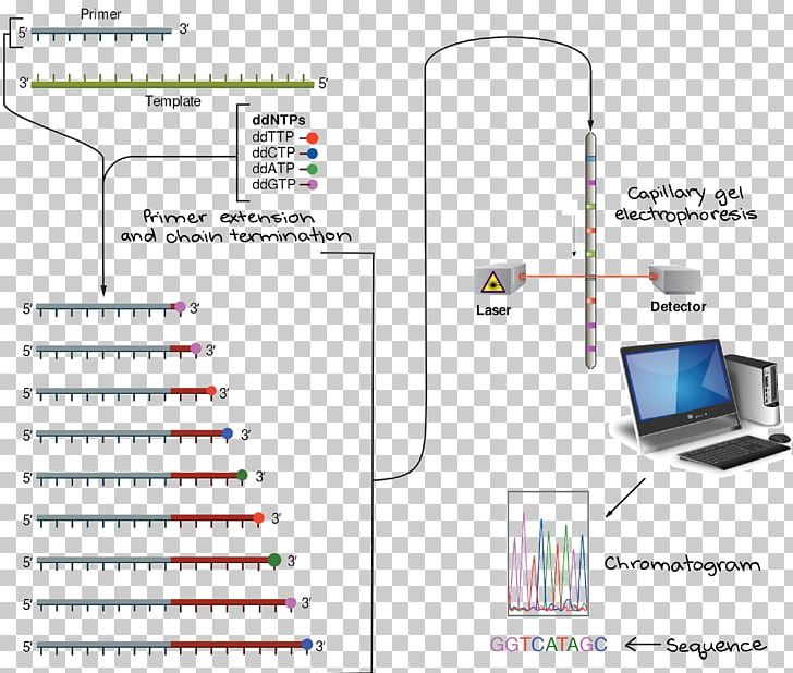 Sanger Sequencing DNA Sequencing Dideoxynucleotide PNG, Clipart, Adenine, Angle, Area, Diagram, Dna Free PNG Download