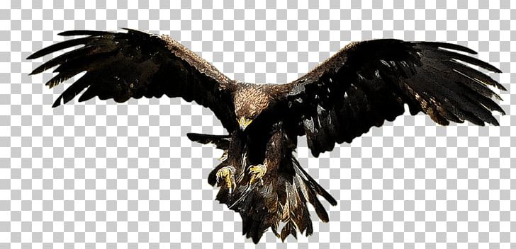 Bald Eagle Aesop's Fables Vulture Buzzard PNG, Clipart, Free PNG Download