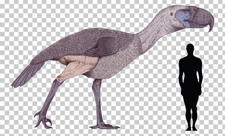 Bird Kelenken Guillermoi Phorusrhacos Dinosaur Titanis PNG, Clipart, Andalgalornis, Animal Figure, Argentavis Magnificens, Beak, Bird Free PNG Download