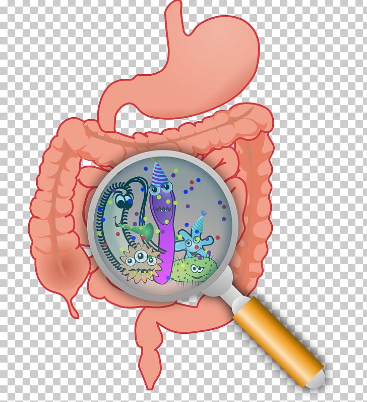 Gastrointestinal Tract Gut Flora Large Intestine Microbiota Small Intestine PNG, Clipart, Baby Toys, Bacteria, Coin Purse, Digestion, Flora Free PNG Download