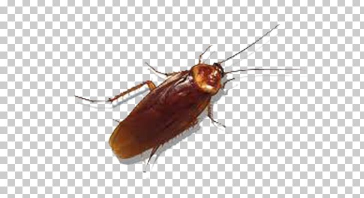 American Cockroach Insect German Cockroach Pest PNG, Clipart, American Cockroach, Animals, Arthropod, Blattidae, Blattodea Free PNG Download