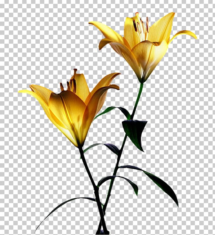 Desktop Yellow Lilium Flower PNG, Clipart, Branch, Bud, Common Sunflower, Cut Flowers, Desktop Environment Free PNG Download