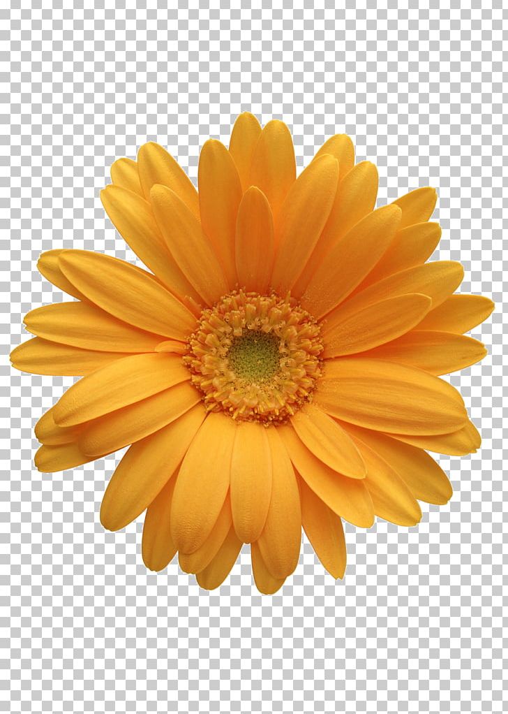 Flower Orange Transvaal Daisy PNG, Clipart, Chrysanthemum, Chrysanthemum, Chrysanthemum Chrysanthemum, Chrysanthemum Flowers, Chrysanthemums Free PNG Download