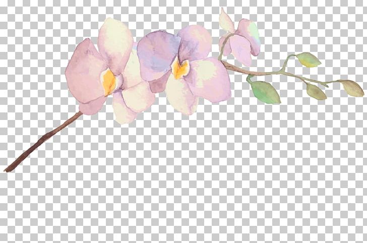 Flower Photography Photographer Orchids PNG, Clipart, Blossom, Branch, Clip Art, Cut Flowers, Flower Free PNG Download