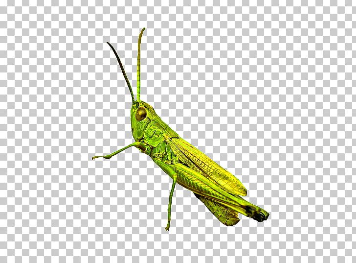 Grasshopper Konik Polny GIF Pterygota Cricket PNG, Clipart, Arthropod, Chomikujpl, Cricket, Cricket Like Insect, Flower Free PNG Download