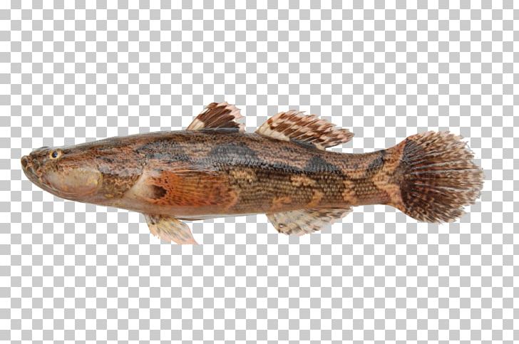 Marble Goby Freshwater Fish Snakehead Murrel PNG, Clipart, Animals, Animal Source Foods, Aquaculture, Aquarium, Ayam Free PNG Download