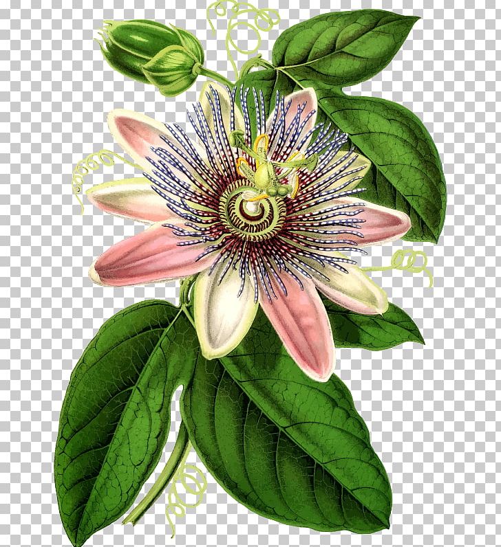 Purple Passionflower Botanical Illustration Botany Passiflora Caerulea PNG, Clipart, Botanical Illustration, Botany, Flower, Flowering Plant, Giant Granadilla Free PNG Download