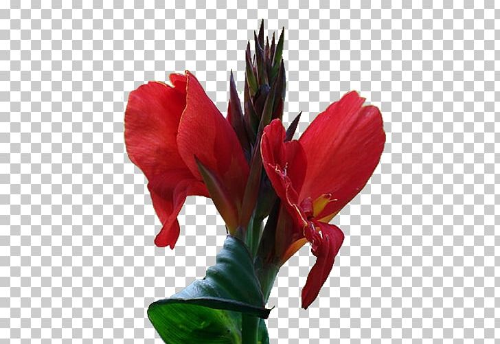 Canna Flower PNG, Clipart, Alstroemeriaceae, Amaryllis Belladonna, Artificial Flower, Beautiful, Beautiful Flowers Free PNG Download